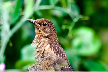 Estas aves requieren de su