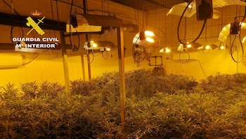 La plantación de marihuana encontrada