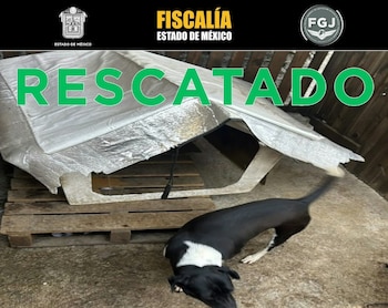 Rescatan a más de 30 perros y gatos víctimas de presunto maltrato en una casa de Ecatepec. FGJEM