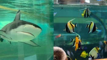 Conoce cuál es el acuario