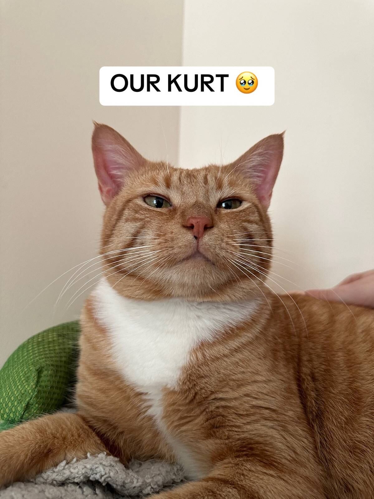 La historia de Kurt conmovió a miles de personas en TikTok por su capacidad de confiar nuevamente.—(TikTok, @courtniescats)