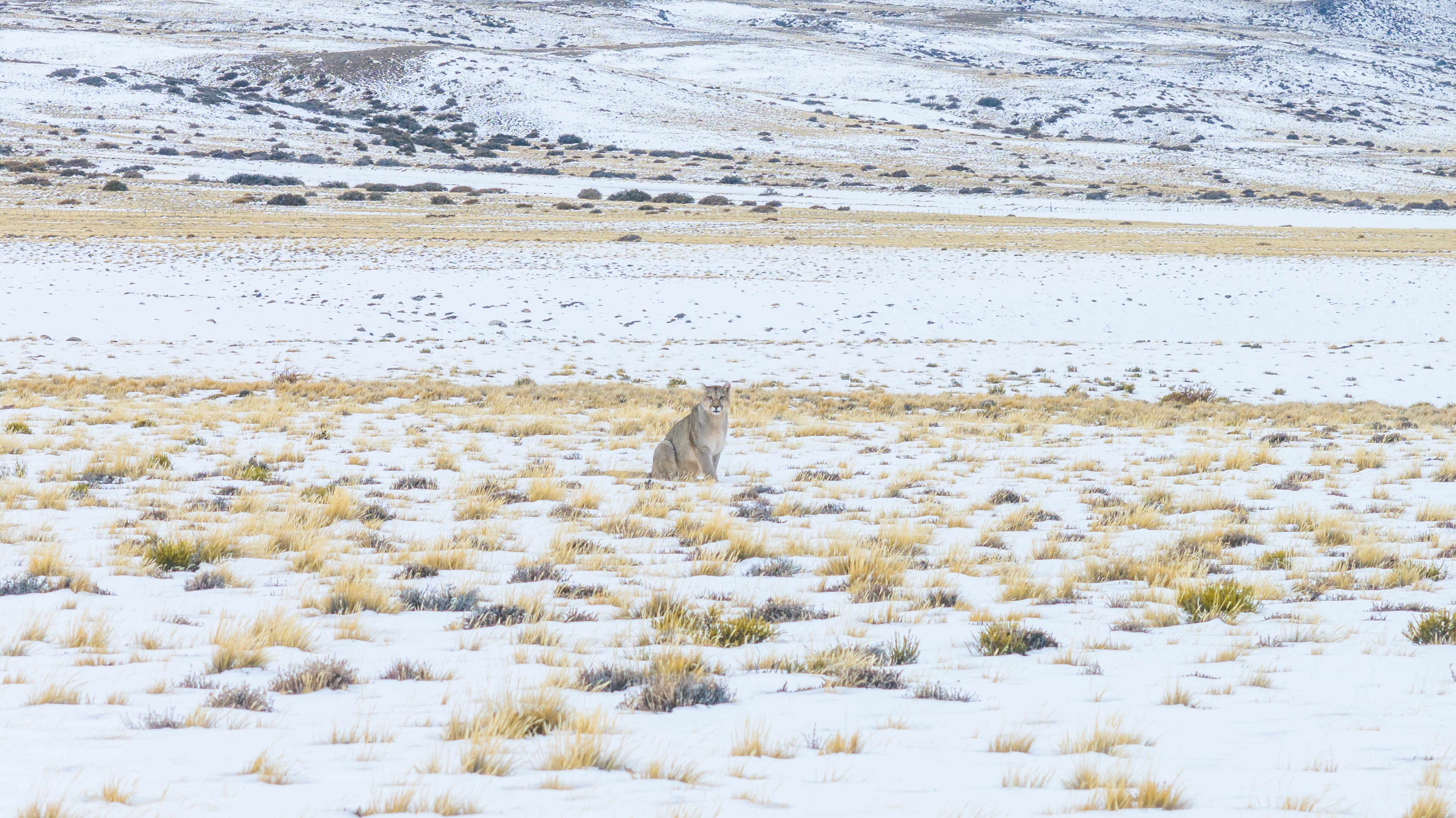En la provincia de Santa Cruz, desde 2018, un equipo de Rewilding Argentina trabaja en la Estación Biológica “El Unco”, donde estudia y monitorea diferentes especies, entre ellas, el puma (Foto/Horacio Barbieri. Rewilding Argentina)