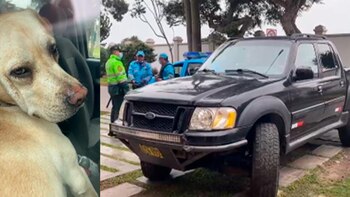 Policías y bomberos podrían rescatar mascotas en riesgo dentro de vehículos: nueva propuesta de ley en Perú
