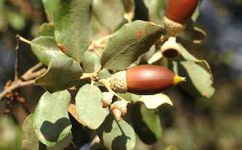 Su perfil nutritivo y el