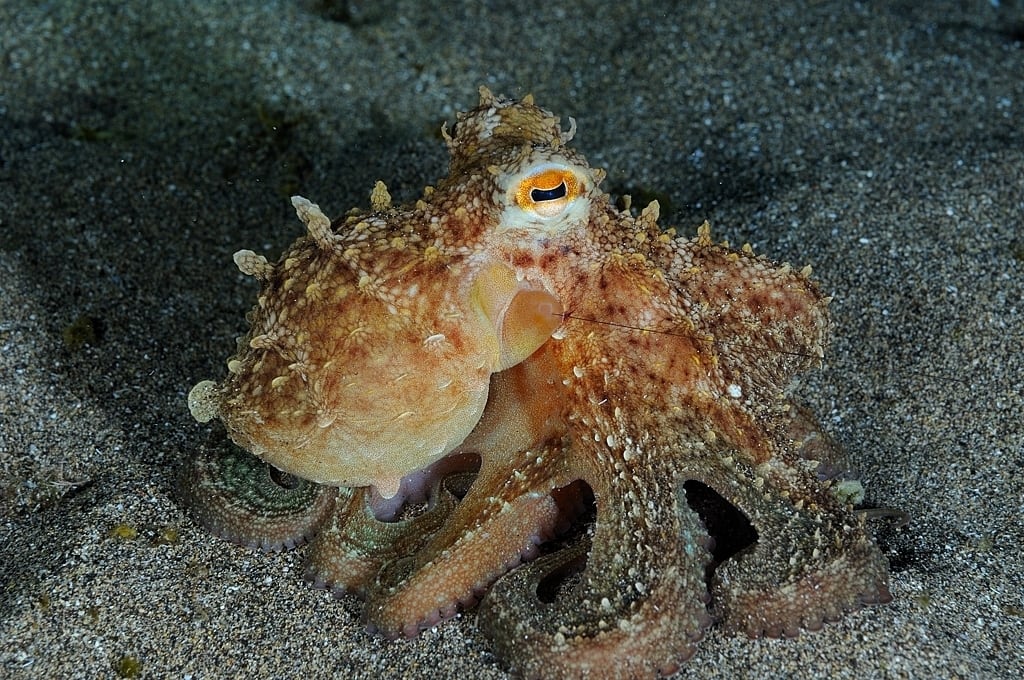 Imagen de archivo de un pulpo. (Tony Gilbert/iNaturalist - CC BY-NC 4.0)