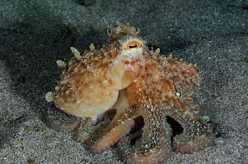 Imagen de archivo de un pulpo. (Tony Gilbert/iNaturalist - CC BY-NC 4.0)