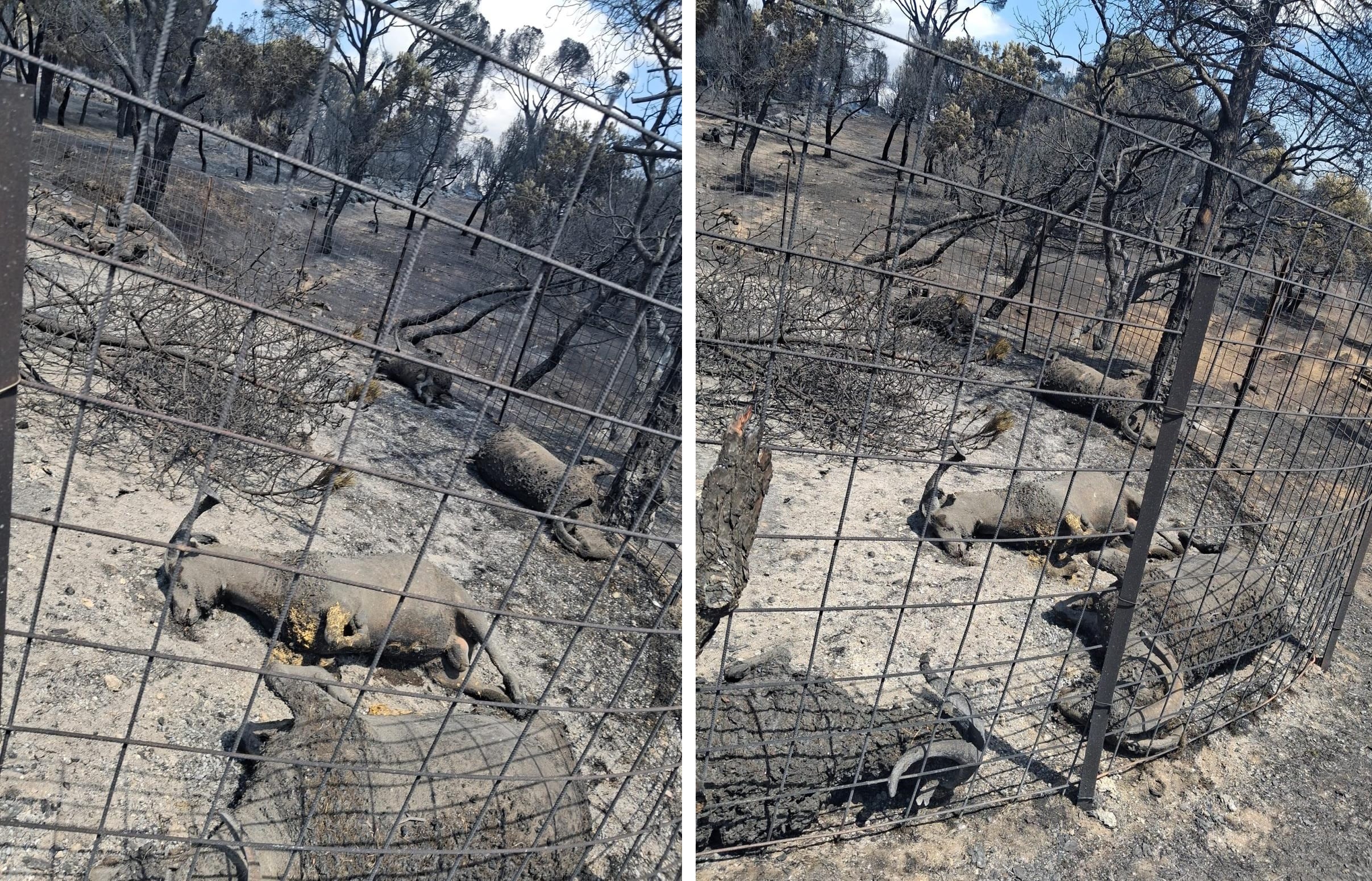 Ejemplares de cabras quemadas en Navas de Rey