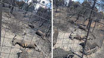 Las otras víctimas de los graves incendios de Madrid: “Perdí 16 machos sementales de cabra raza de Guadarrama y la Comunidad de momento no ha ayudado en nada”