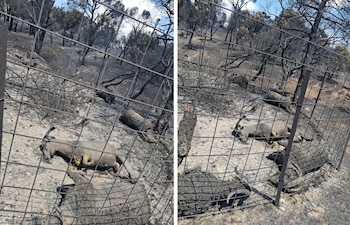 Ejemplares de cabras quemadas en Navas de Rey