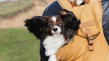 Mujer llamó la atención al
