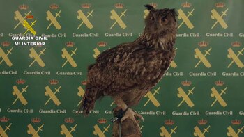 Animales disecados decomisados en Betera,