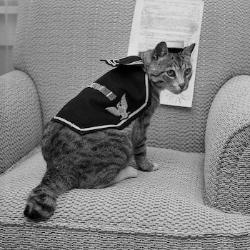 La felina posando con su