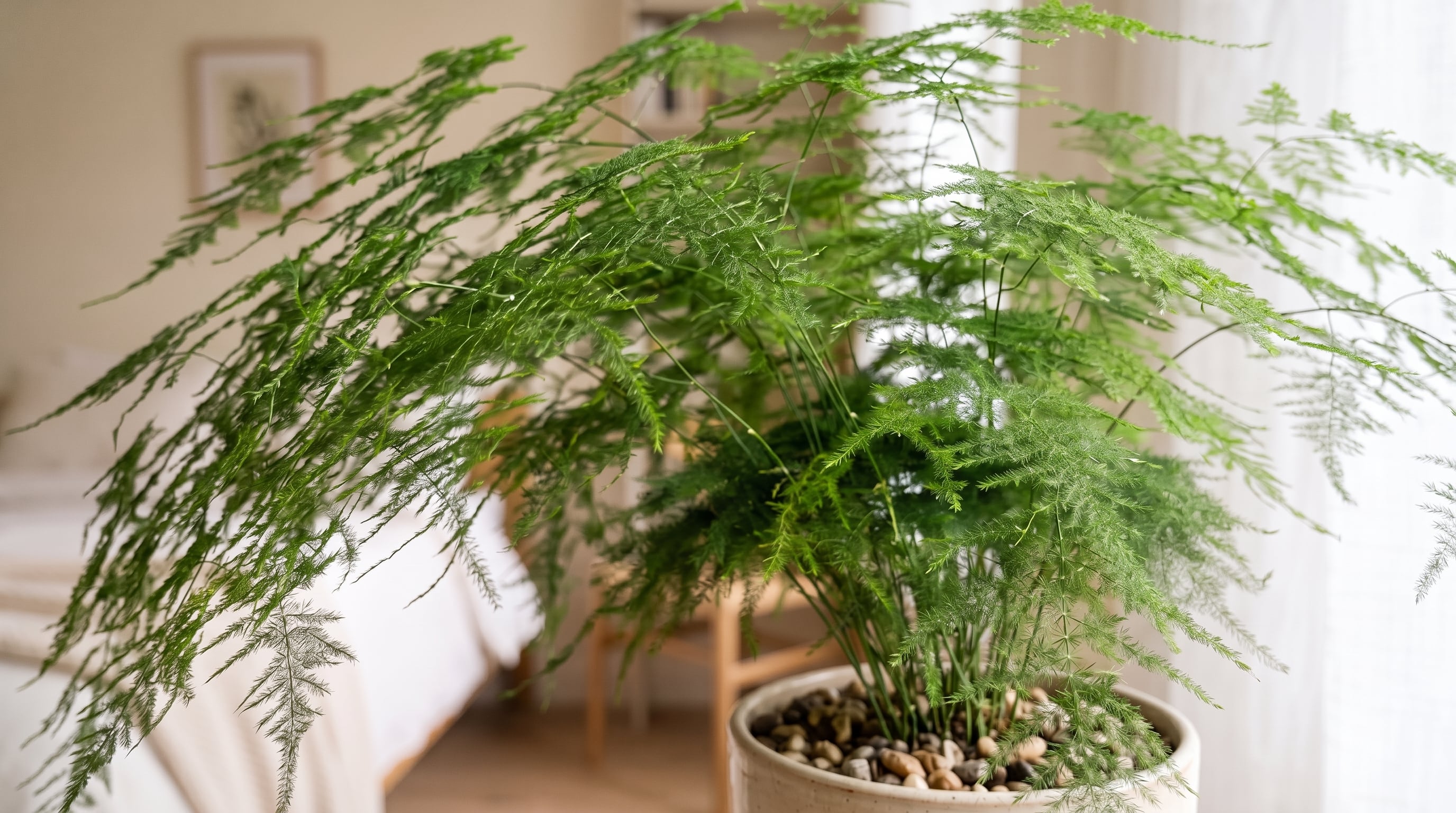 La esparraguera plumosa se adapta mejor a una recámara con luz indirecta que a una habitación oscura o a un alféizar expuesto al sol fuerte. (Imagen Ilustrativa Infobae)