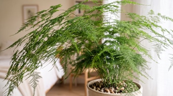 Planta verde de esparraguera plumosa en una maceta con piedras, en el interior de una habitación luminosa.