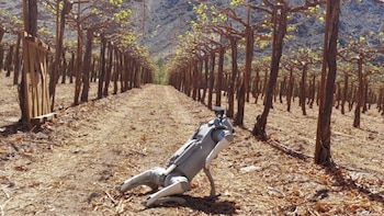 Revolución en la agricultura: así
