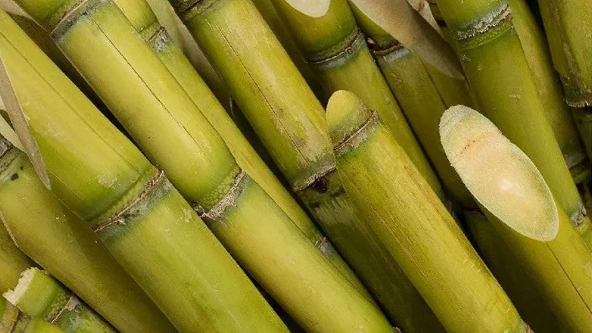 Caña de azúcar. El etanol peruano se exporta casi en su totalidad, principalmente a Europa, donde se paga un precio de alrededor de US$700 por metro cúbico, gracias a las exigencias medioambientales del mercado europeo y la calidad del producto nacional.