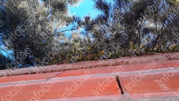 Invasión de ramas, grietas en un tapial y un juicio entre vecinos: la Justicia obliga a una mujer a podar árboles y plantas