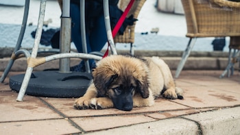 “Para muchas personas los animales