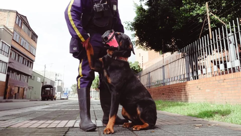 Concejal alerta por posible sobrecosto en compra de seis perros para cárceles de Bogotá: costarían $100,8 millones - crédito Secretaría de Salud