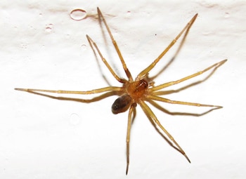 Araña de rincón