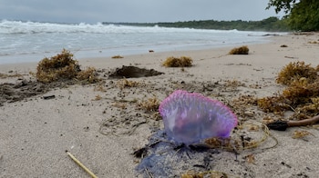 Ejemplar de fragata portuguesa identificado en la costa del Parque Nacional Cahuita, reconocido por su burbuja azul y tentáculos translucidos. Cortesía: MINAE
