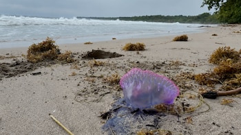 Alerta en el Caribe Sur de Costa Rica: advierten por presencia de fragata portuguesa en el Parque Nacional Cahuita