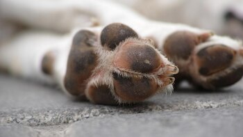 Primer plano de las almohadillas oscuras y el pelaje de la pata de un perro sobre un suelo de piedra