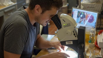 Un hombre de camiseta gris usa un microscopio. Una computadora portátil en el fondo muestra una imagen ampliada de un insecto. Hay frascos y papeles sobre el escritorio