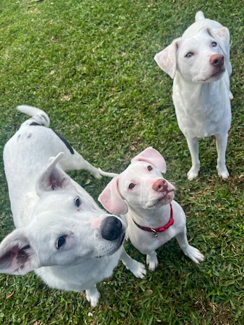 Desde hace más de 130 años la LSPCA se encarga de encontrarle un hogar digno a miles de mascotas necesitadas igual que Echo.
echo, perros, abandono, maltrato animal, Luisiana, Estados Unidos, mascotas, animales