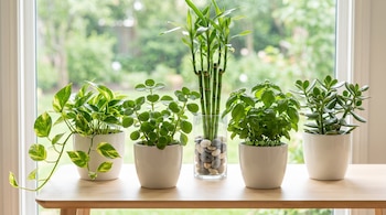 Cinco plantas en macetas blancas de cerámica y un bambú de la suerte en jarrón de cristal con piedras, sobre una mesa de madera junto a una ventana.