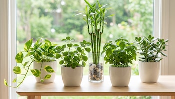 Las 5 plantas que se asocian con la abundancia y cómo cuidarlas para mantenerlas sanas y fuertes