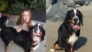 “Ley Dunkin”: la muerte del perro de una influencer en una residencia canina impulsa un proyecto en California