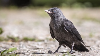 La capacidad de los polluelos