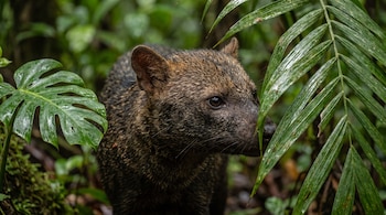 Primer plano de un perro de pelaje oscuro y orejas pequeñas entre hojas verdes de palmera y monstera.