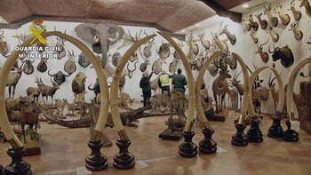 Animales disecados decomisados en Betera,