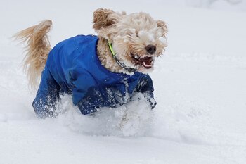Temperaturas bajo 0 requieren cuidados