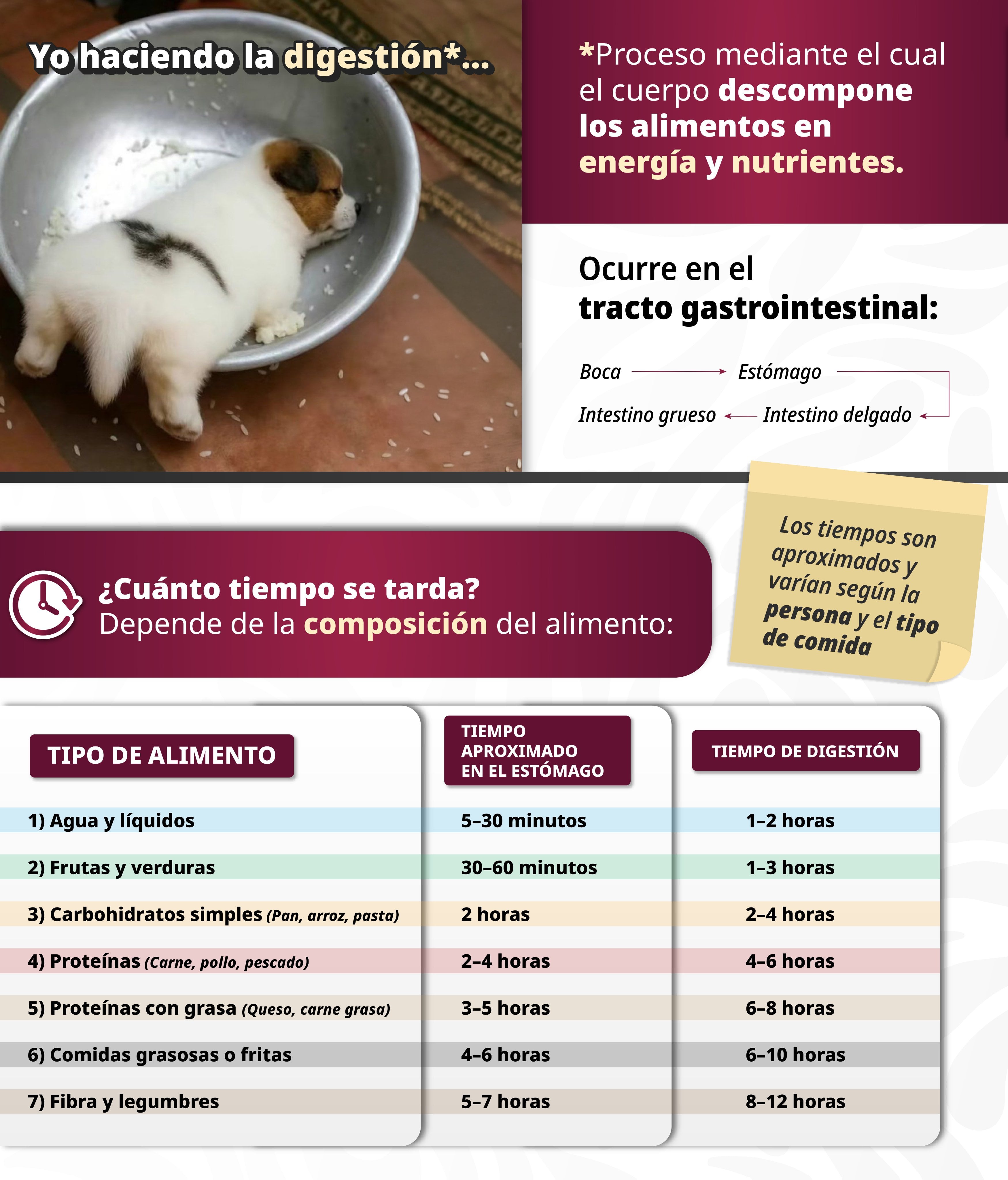 Infografía detallada sobre los tiempos de digestión de varios alimentos y el proceso gastrointestinal. (ISSSTE)