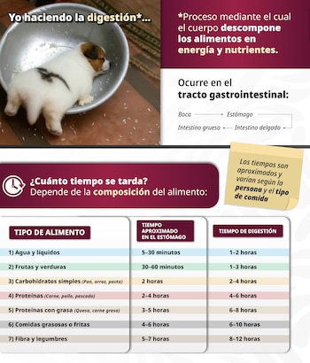 Infografía detallada sobre los tiempos de digestión de varios alimentos y el proceso gastrointestinal.