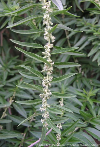 El burrito contiene minerales como