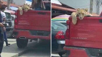 La fiera fue apreciada por