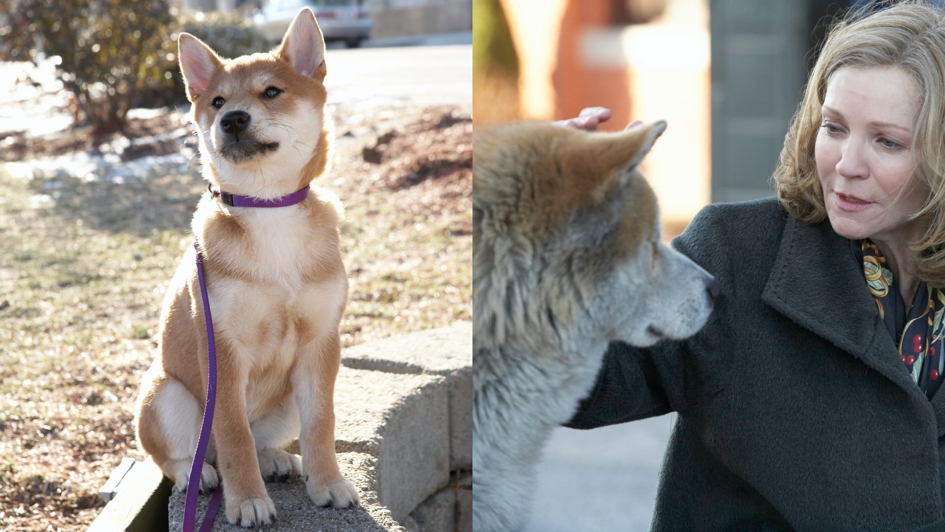 La historia del perro que esperó durante años a su dueño podrá verse otra vez en pantalla grande