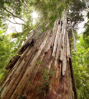 El Alerce Abuelo, por su