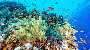 Corales de tonos claros y estructuras calcáreas rodeados por peces pequeños de color naranja en un fondo marino azul.