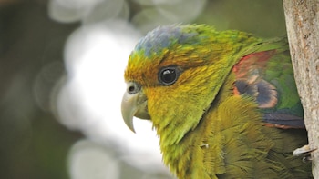 Día Mundial del Loro: este