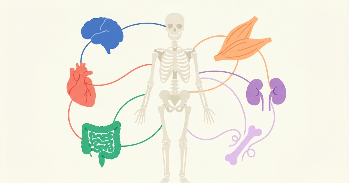 Los huesos no son simples soportes: la función oculta que la ciencia tardó décadas en descubrir