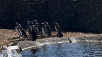 Más de 40 pingüinos que vivían en el Aquarium de Mar del Plata fueron liberados en una reserva de Río Negro