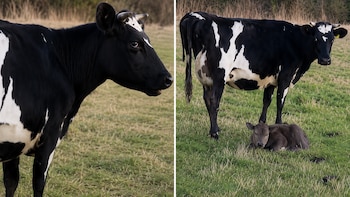 Fue a ver si una vaca ya había parido y no advirtió que el ternero estaba a su lado