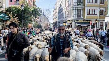 Miles de personas abarrotan el centro de Madrid por la Fiesta de la Trashumancia: "Parece mentira ver las ovejas aquí"
