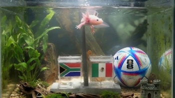 ¿Pulpo Paul eres tú? Paco el ajolote ya lanzó su predicción para el debut de México en el Mundial 2026