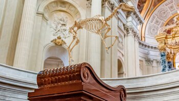 El-esqueleto-del-caballo-de-Napoleon-sobrevuela-su-tumba